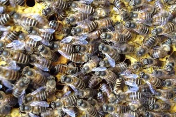 有马蜂来吃蜜蜂怎么办,可缩小巢门