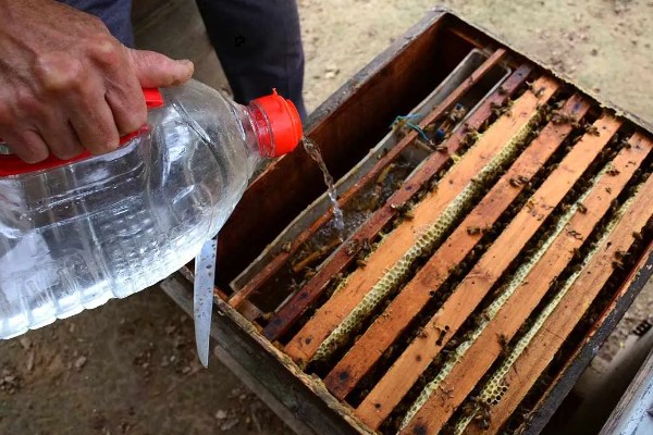 有马蜂来吃蜜蜂怎么办,可缩小巢门