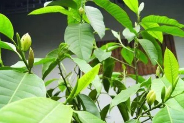 黄角兰掉叶子的原因,可能是光照不当所致