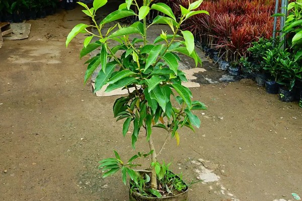 黄角兰掉叶子的原因,可能是光照不当所致