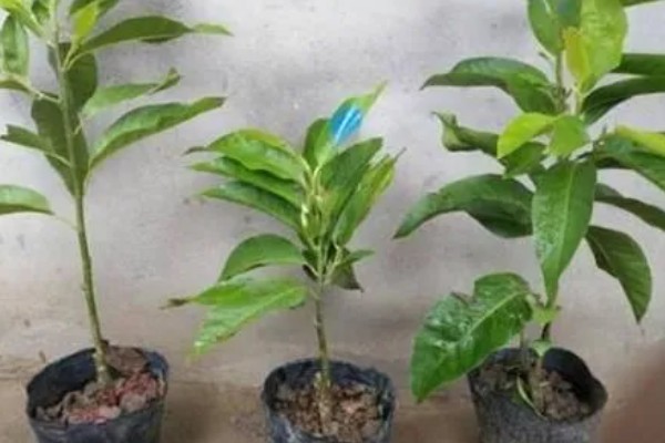 黄角兰掉叶子的原因,可能是光照不当所致