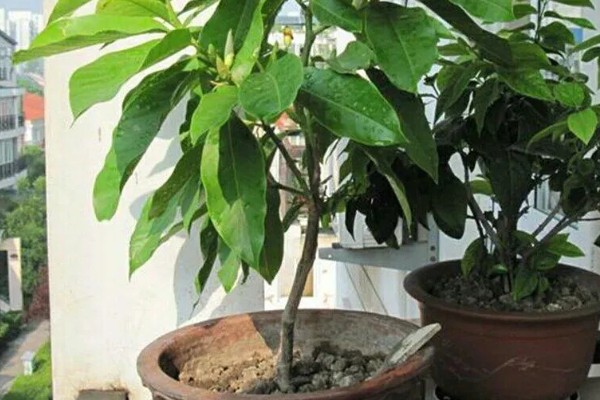 黄角兰掉叶子的原因,可能是光照不当所致