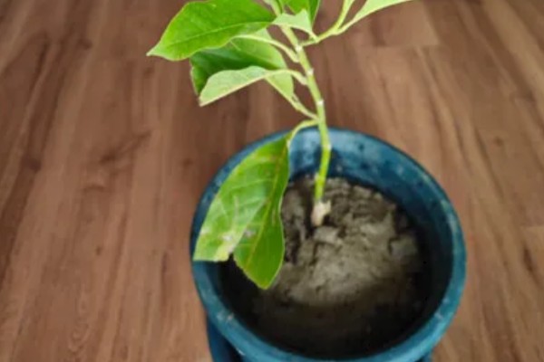 黄角兰掉叶子的原因,可能是光照不当所致