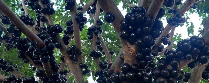 嘉宝果适合在什么地方种植，适合种植在广东、广西等地