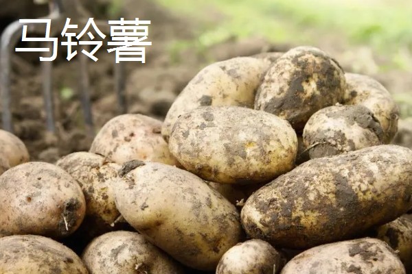 山东滕州的特产，有马铃薯、龙阳绿萝卜等