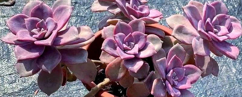 紫乐不紫了怎么处理，及时补充光照