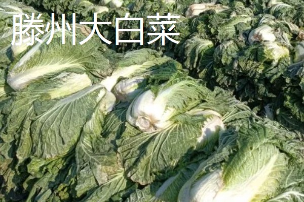 山东滕州的特产，有马铃薯、龙阳绿萝卜等