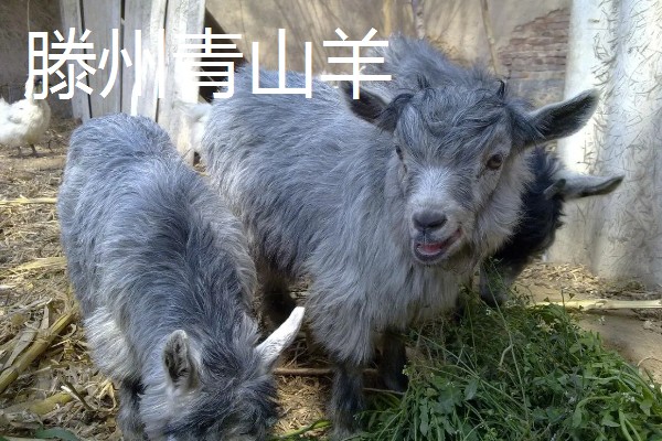 山东滕州的特产，有马铃薯、龙阳绿萝卜等