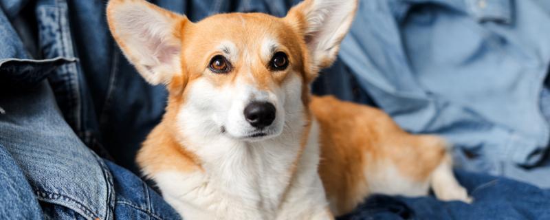 狗狗咳血的原因，可能是肺部疾病引起的