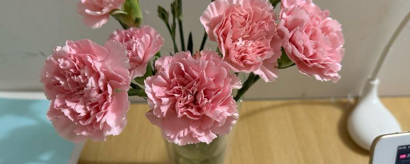 哪些花卉的花语代表老师，常见向日葵、康乃馨等品种