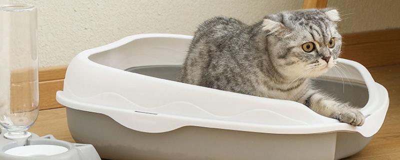 猫随地大小便的原因，可能是因为猫咪生病了