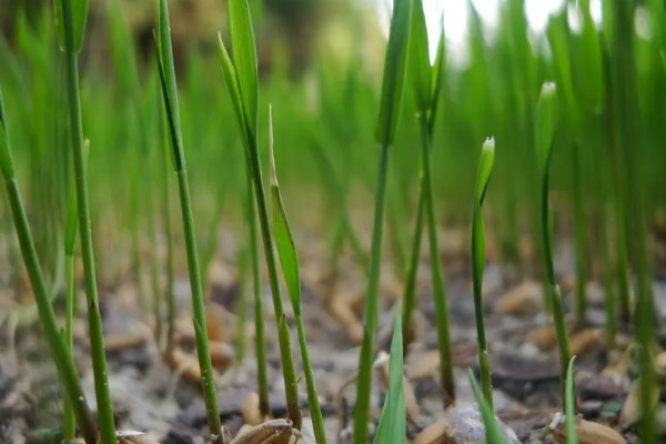 哪种植物可以长出禾苗，谷类作物的幼苗称为禾苗