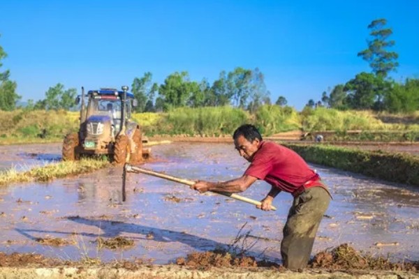 哪种植物可以长出禾苗，谷类作物的幼苗称为禾苗