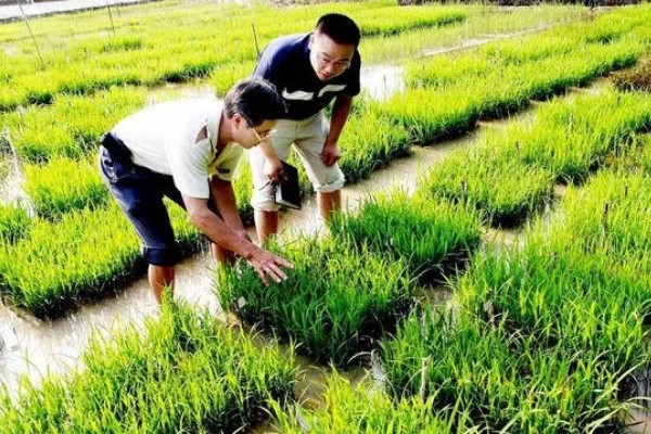 哪种植物可以长出禾苗，谷类作物的幼苗称为禾苗