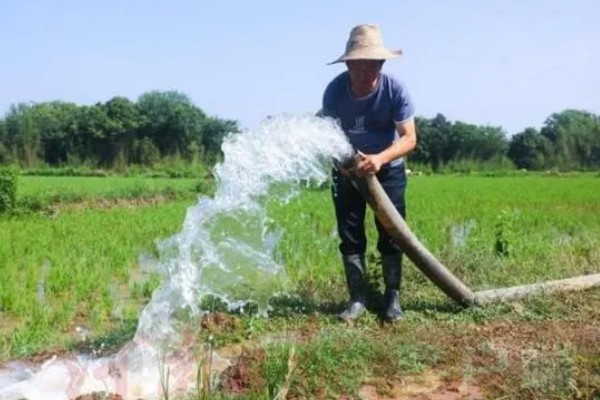 哪种植物可以长出禾苗，谷类作物的幼苗称为禾苗