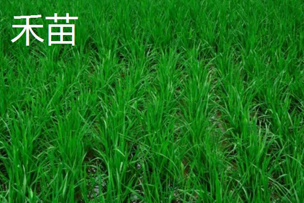哪种植物可以长出禾苗，谷类作物的幼苗称为禾苗