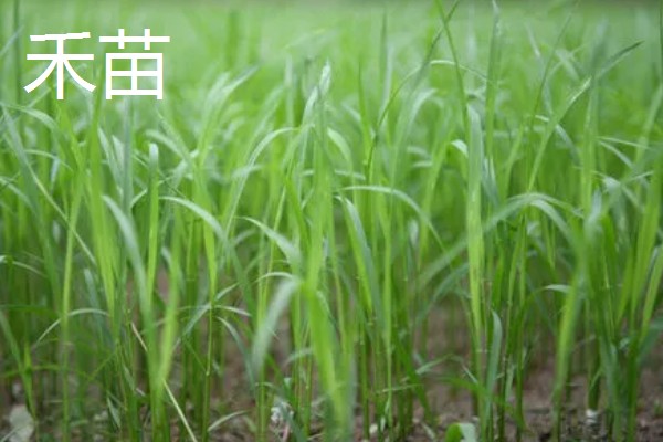 哪种植物可以长出禾苗，谷类作物的幼苗称为禾苗