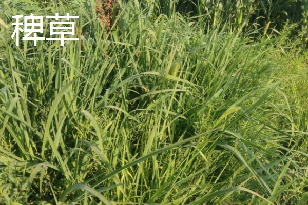 哪种植物可以长出禾苗，谷类作物的幼苗称为禾苗