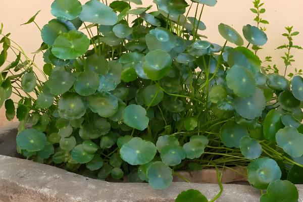 铜钱草适合放在卧室吗,可以放在卧室中