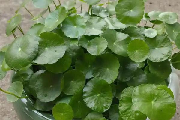 铜钱草适合放在卧室吗,可以放在卧室中