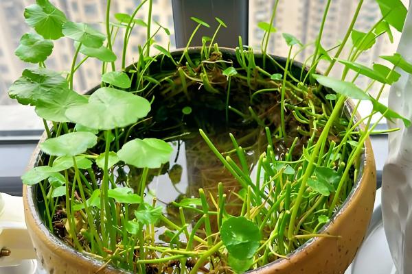 铜钱草适合放在卧室吗,可以放在卧室中