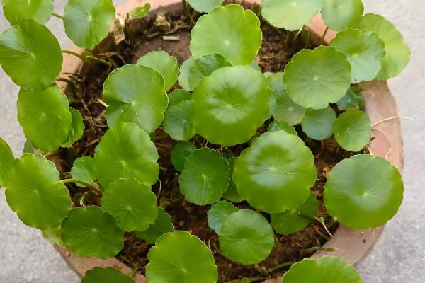 铜钱草适合放在卧室吗,可以放在卧室中