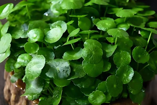 铜钱草适合放在卧室吗,可以放在卧室中