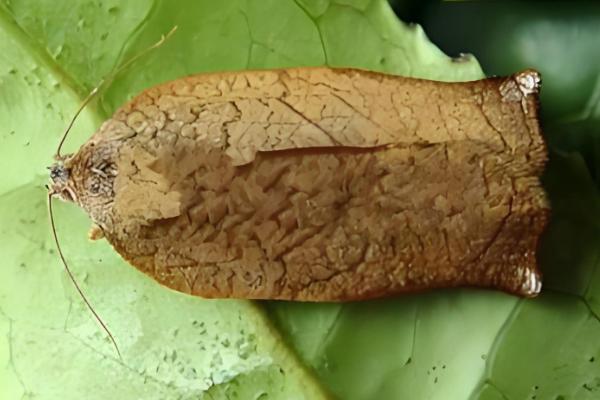 怎么防治卷叶蛾,幼虫期可喷施75%辛硫磷等药物