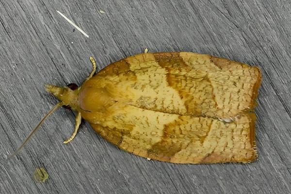 怎么防治卷叶蛾,幼虫期可喷施75%辛硫磷等药物