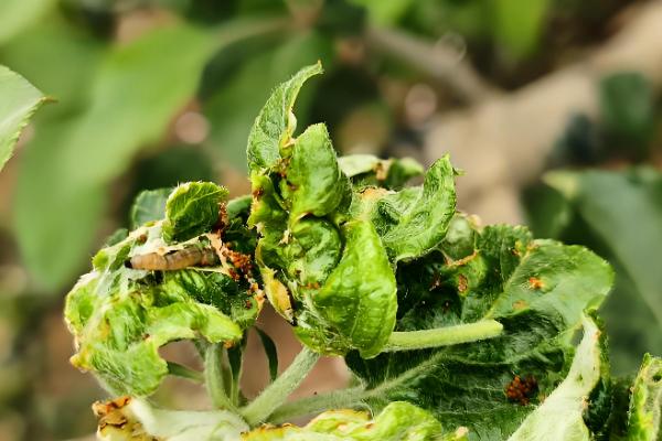 怎么防治卷叶蛾,幼虫期可喷施75%辛硫磷等药物