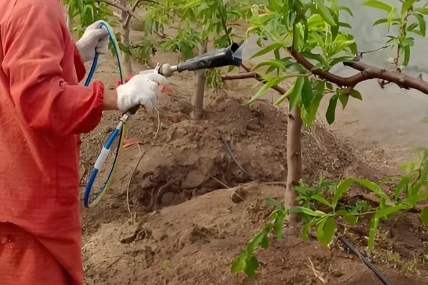 怎么防治卷叶蛾,幼虫期可喷施75%辛硫磷等药物