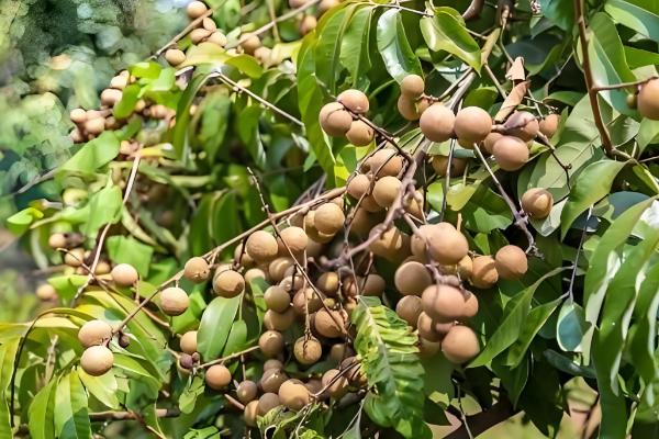 怎么防治卷叶蛾,幼虫期可喷施75%辛硫磷等药物