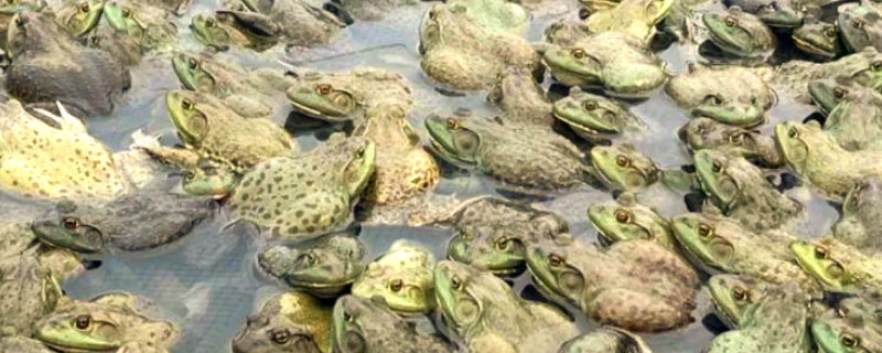 牛蛙的养殖温度，生长温度为25-30℃