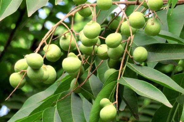 怎么种无患子树,通过播种、扦插、嫁接进行繁殖