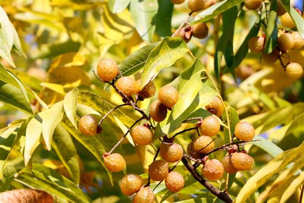 怎么种无患子树,通过播种、扦插、嫁接进行繁殖