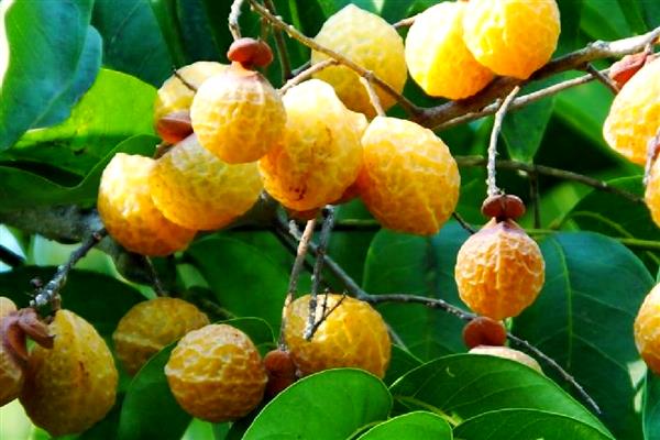 怎么种无患子树,通过播种、扦插、嫁接进行繁殖