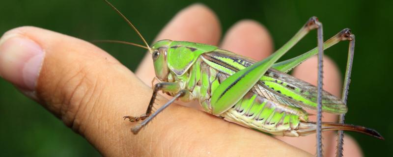 蝈蝈怎么分辩公母，雌性蝈蝈腹部具产卵器