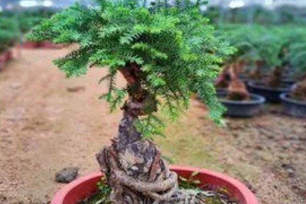 澳洲杉换盆的注意事项，根据苗株大小选择盆口深度合适的盆