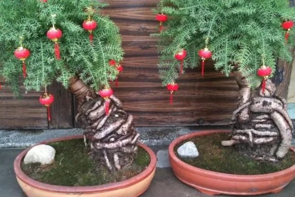 澳洲杉换盆的注意事项，根据苗株大小选择盆口深度合适的盆