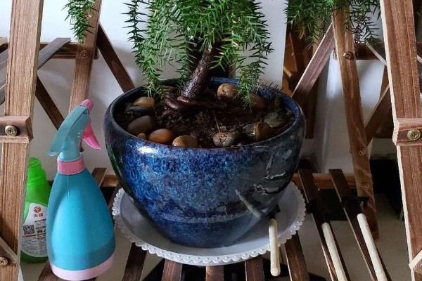 澳洲杉换盆的注意事项，根据苗株大小选择盆口深度合适的盆