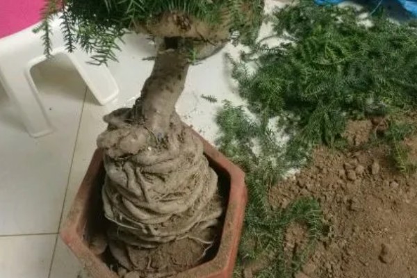 澳洲杉换盆的注意事项，根据苗株大小选择盆口深度合适的盆