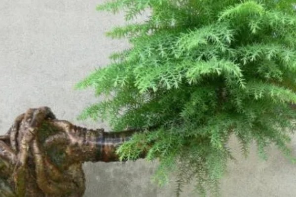 澳洲杉换盆的注意事项，根据苗株大小选择盆口深度合适的盆