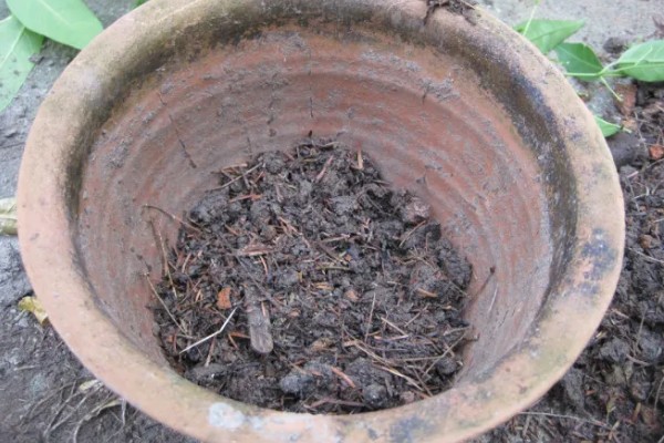 澳洲杉换盆的注意事项，根据苗株大小选择盆口深度合适的盆