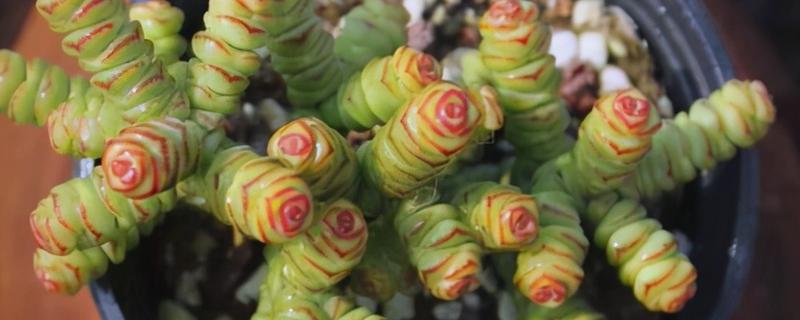 钱串为何叶子发黄，可能是土壤板结、施肥过多等因素造成