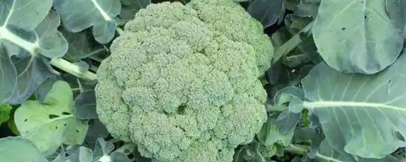 绿菜花的采收方法，在花球紧实、色绿时采收