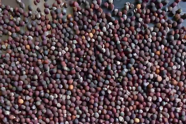 小白菜有没有种子，小白菜有种子