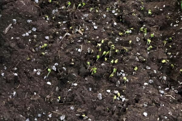 小白菜有没有种子，小白菜有种子