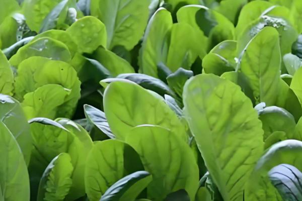 小白菜有没有种子，小白菜有种子