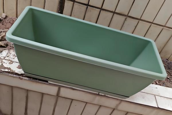 小白菜有没有种子，小白菜有种子