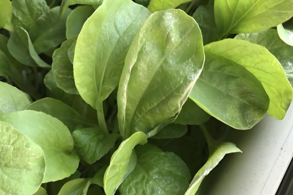 小白菜有没有种子，小白菜有种子